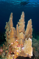 Dendrogyra cylindrus (Pillar Coral)
