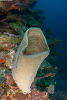 Niphates digitalis (Pink Vase Sponge)