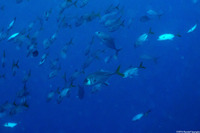 Caranx latus (Horse-Eye Jack)