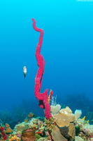Amphimedon compressa (Erect Rope Sponge)