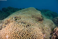 Madracis auretenra (Yellow Pencil Coral)