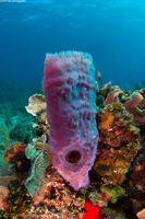 Callyspongia plicifera (Azure Vase Sponge)