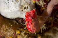 Monanchora arbuscula (Red Encrusting Sponge)