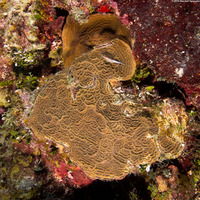 Agaricia agaricites (Lettuce Coral)