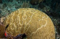Pseudodiploria strigosa (Symmetrical Brain Coral)
