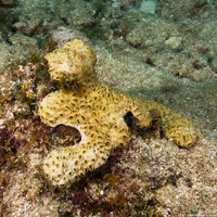 Palythoa caribaeorum (Encrusting Zoanthid)