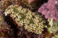 Elysia crispata (Lettuce Slug)