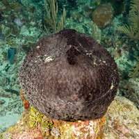 Ircinia strobilina (Black Ball Sponge)