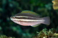 Scarus iseri (Striped Parrotfish)