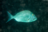 Calamus bajonado (Jolthead Porgy)