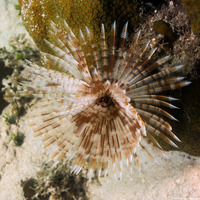 Sabellastarte magnifica (Magnificent Feather Duster)
