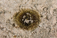 Ricordea florida (Florida Corallimorph)