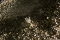 Metapenaeopsis goodei (Velvet Shrimp)