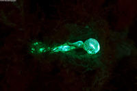 Helioseris cucullata (Sunray Lettuce Coral)