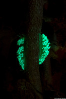 Pauleo jubatus (White-Speckled Pauleo)