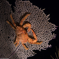 Mithrax hispidus (Coral Clinging Crab)