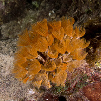 Bispira brunnea (Social Feather Duster)