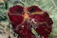 Ophiothrix suensoni (Sponge Brittle Star)