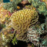 Meandrina meandrites (Maze Coral)
