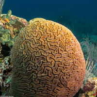 Diploria labyrinthiformis (Grooved Brain Coral)