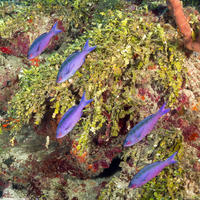 Clepticus parrae (Creole Wrasse)