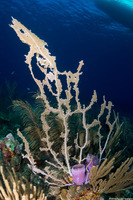 Gorgonia ventalina (Common Sea Fan)
