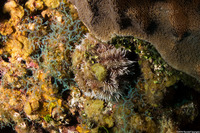 Tripneustes ventricosus (West Indian Sea Egg)