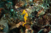 Hippocampus reidi (Longsnout Seahorse)