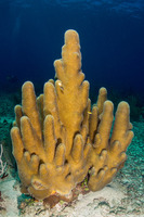 Dendrogyra cylindrus (Pillar Coral)