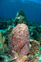 Orbicella faveolata (Mountainous Star Coral)