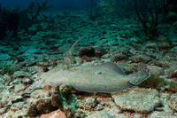 Bothus lunatus (Peacock Flounder)