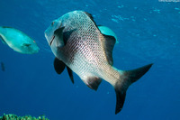 Anisotremus surinamensis (Black Margate)