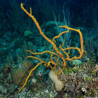 Aplysina cauliformis (Row Pore Rope Sponge)