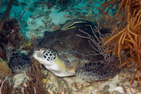 Chelonia mydas (Green Sea Turtle)