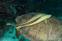 Echeneis neucratoides (Whitefin Sharksucker)