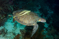 Chelonia mydas (Green Sea Turtle)