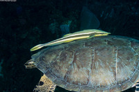 Echeneis neucratoides (Whitefin Sharksucker)