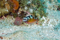 Serranus tabacarius (Tobaccofish)