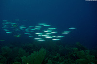 Sphyraena picudilla (Southern Sennet)