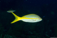 Ocyurus chrysurus (Yellowtail Snapper)