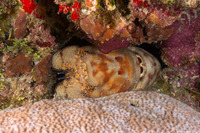 Scyllarides aequinoctialis (Spanish Slipper Lobster)