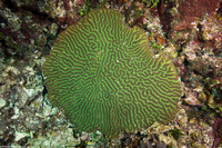 Colpophyllia natans (Boulder Brain Coral)