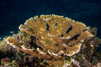 Acropora palmata (Elkhorn Coral)
