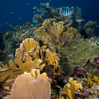 Millepora complanata (Blade Fire Coral)