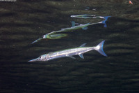Tylosurus crocodilus (Houndfish)