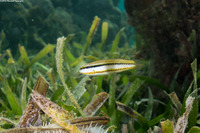 Halichoeres bivittatus (Slippery Dick)
