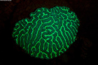 Colpophyllia natans (Boulder Brain Coral)