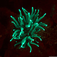 Condylactis gigantea (Giant Anemone)