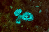 Palythoa grandis (Sun Zoanthid)