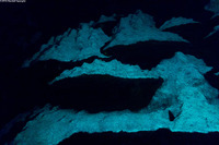 Orbicella faveolata (Mountainous Star Coral)